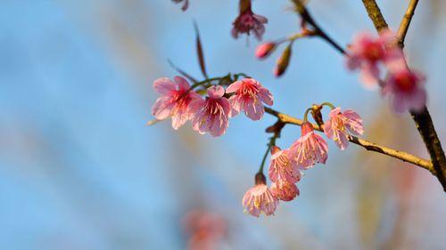 Bookmark This! Ultimate Guide To Shillong’s Much Awaited Cherry Blossom Festival